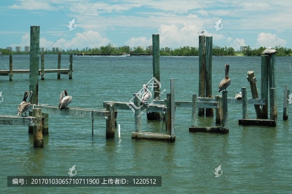 鵜鶘休息