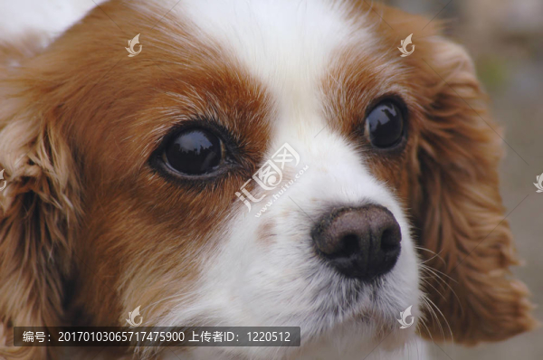 Charles,Spaniel國(guó)王