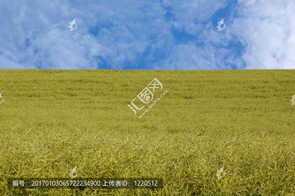 小麥田