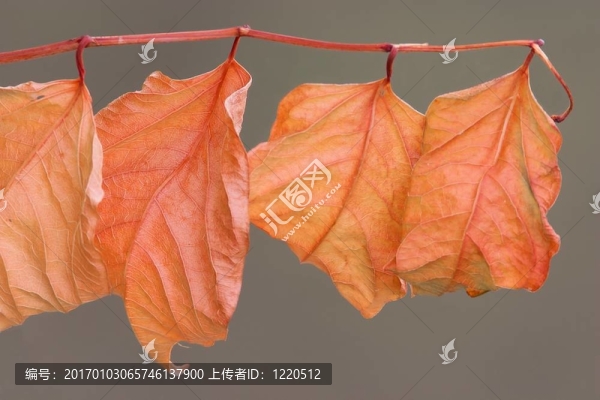 紅色的葉子