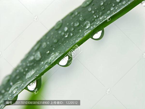 三滴