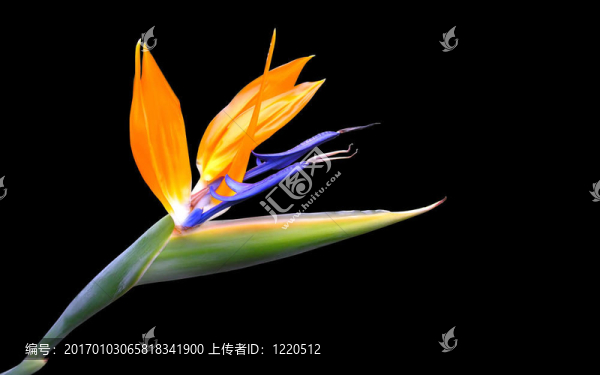天堂花