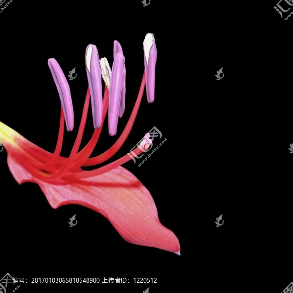 花的特寫