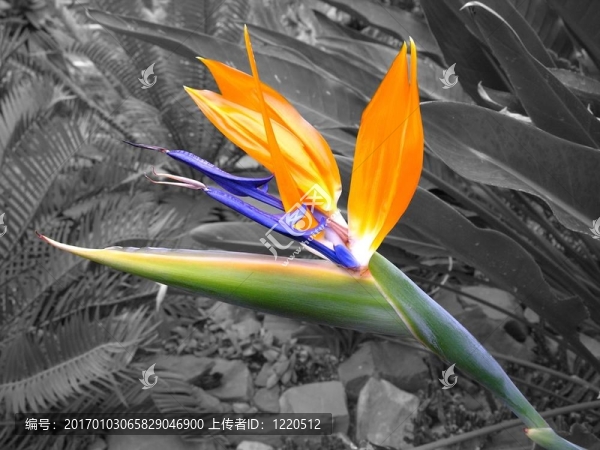 天堂花