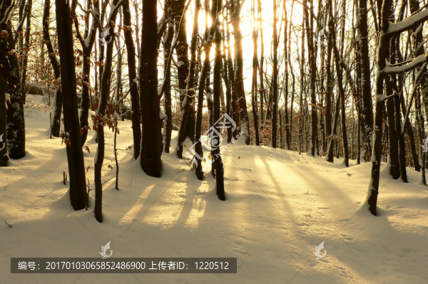 金色的雪