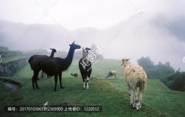迷霧中的駱駝