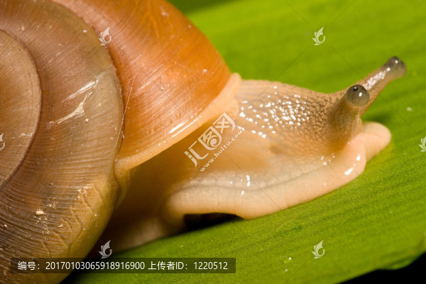 蝸牛