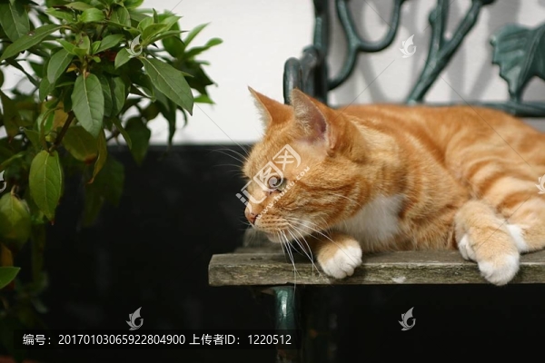 座位上的貓