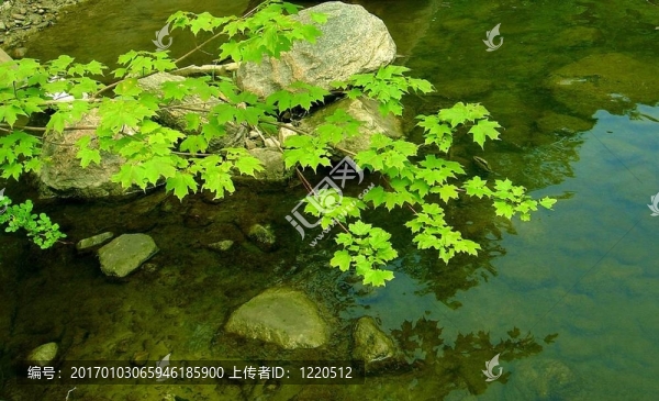 楓葉的天堂