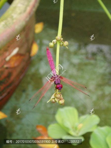 紫蜻蜓