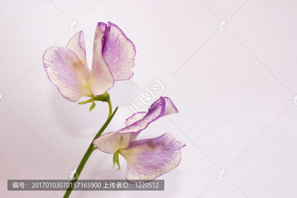 甜豌豆干