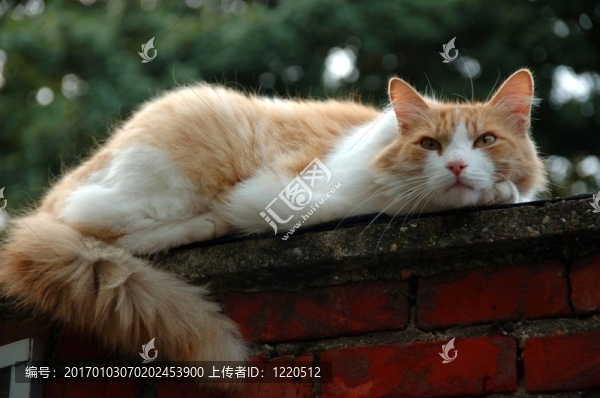 屋頂上的貓。