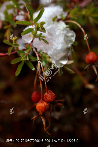 Snow玫瑰果