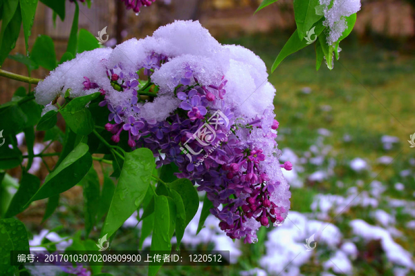 白雪覆蓋的紫丁香