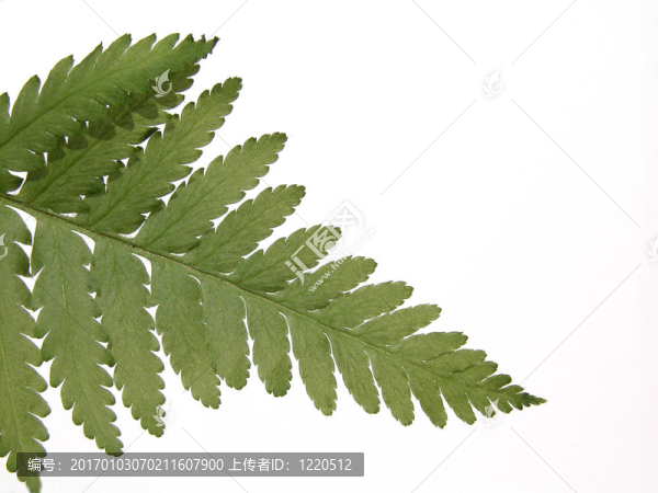 蕨類植物