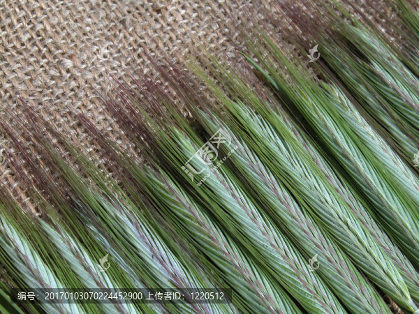 穗狀花序-匯圖網(wǎng) www.fosd68.com 穗狀花序