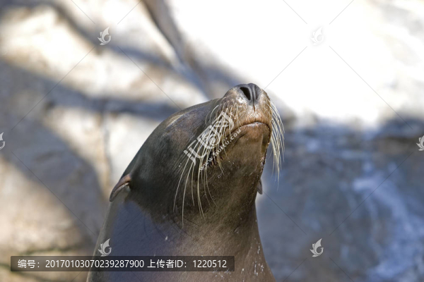 海獅