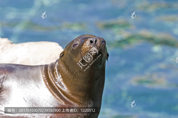 海獅