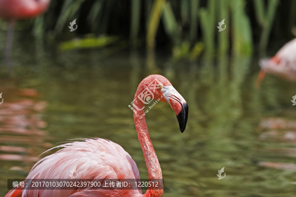 火烈鳥(niǎo)