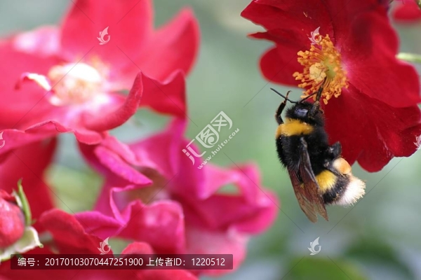 掛蜂