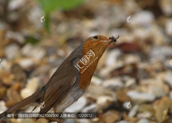 紅襟和更鳥
