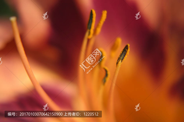 雄蕊