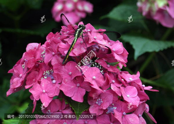 蜻蜓的花