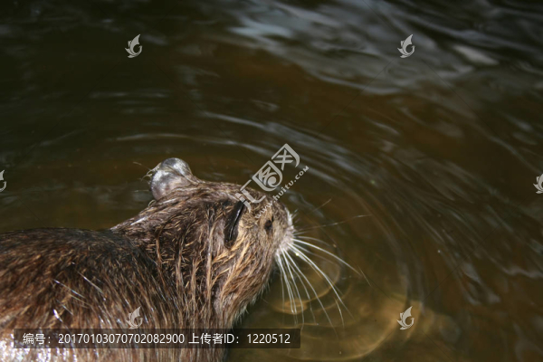 海貍鼠飲用