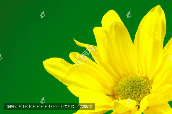 黃色的花2