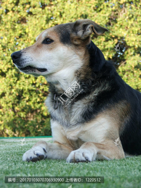 牧羊犬