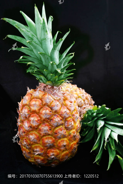 菠蘿對