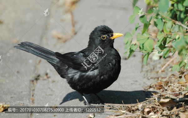黑鳥(niǎo)2