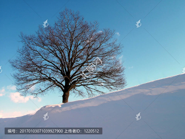 樹山