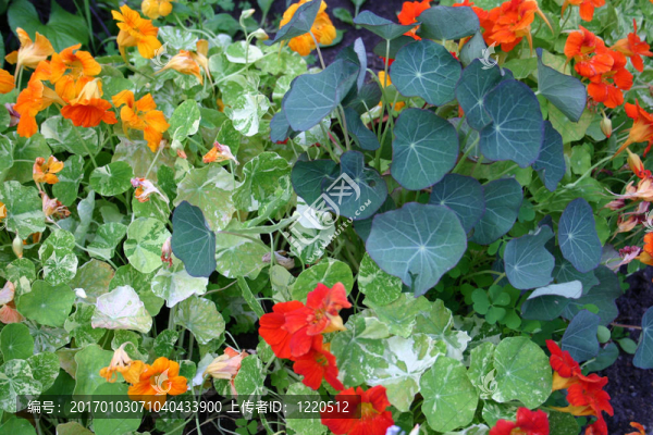 金蓮花