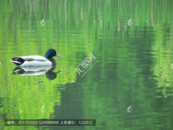 野鴨的反思