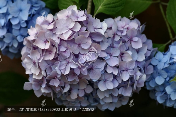 繡球