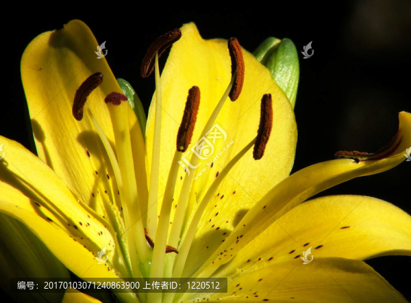 lillium