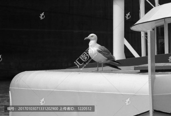 哨兵的海鷗