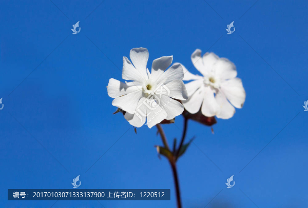 白campon；麥瓶草阿爾巴