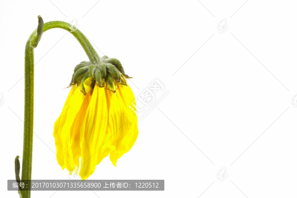 枯萎的花
