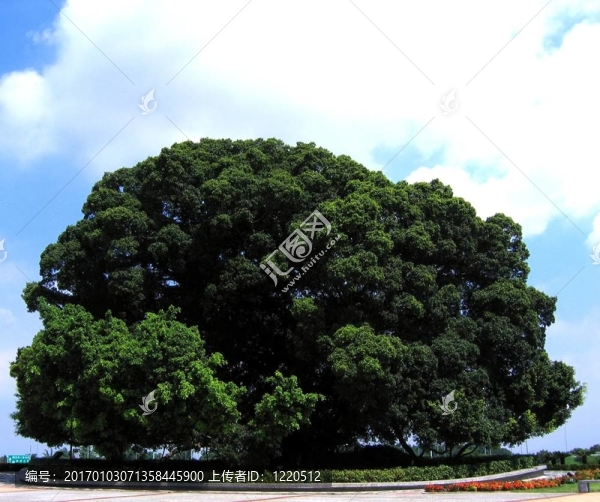 巨大的榕樹