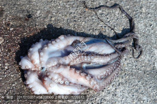 章魚1