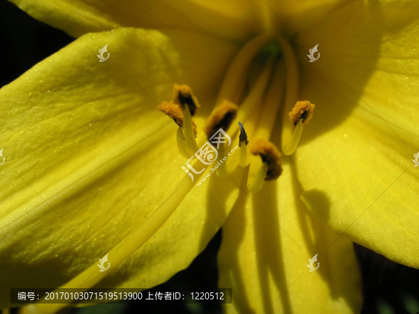 黃百合絲