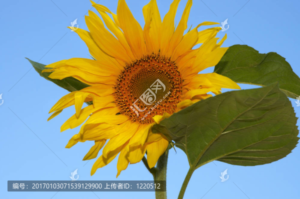 向日葵