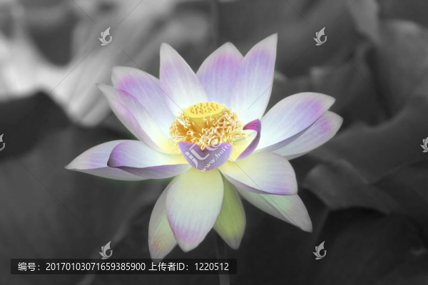 荷花盛開