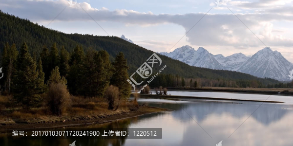 在大提頓山脈狼
