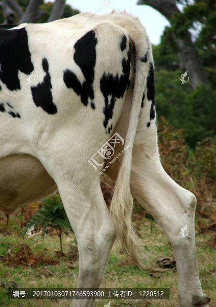動(dòng)物牛