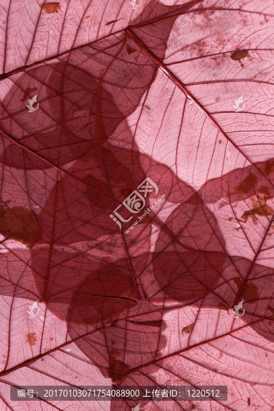 干葉2
