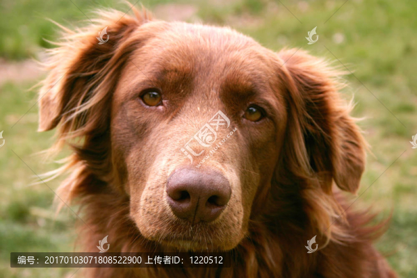 治療犬