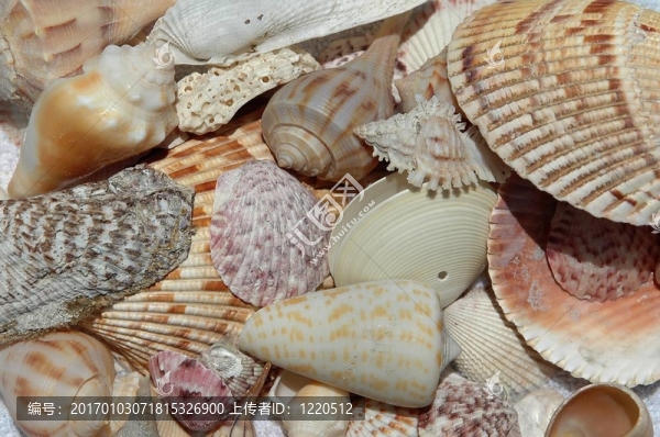 海灘上的貝殼